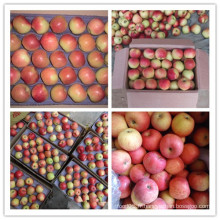 Chine Fresh Red Delicious Apples